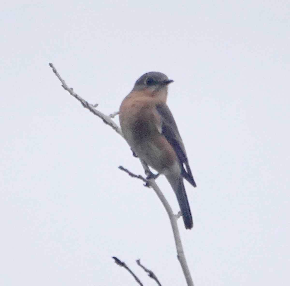 Eastern Bluebird - ML195886221