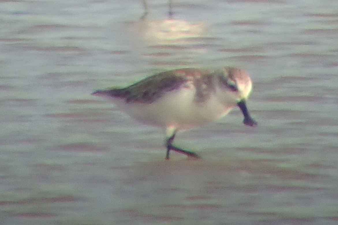 Spoon-billed Sandpiper - ML195886351