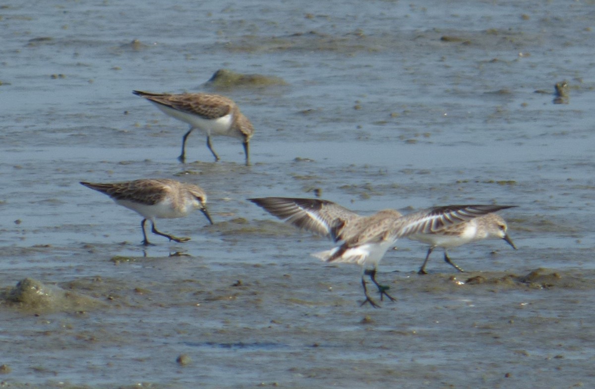 Rotkehl-Strandläufer - ML195886921