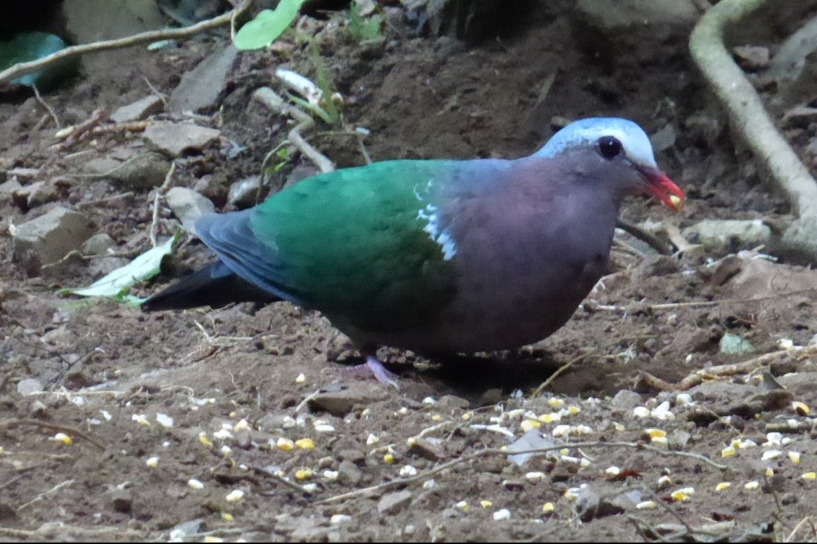 Asian Emerald Dove - ML195887261