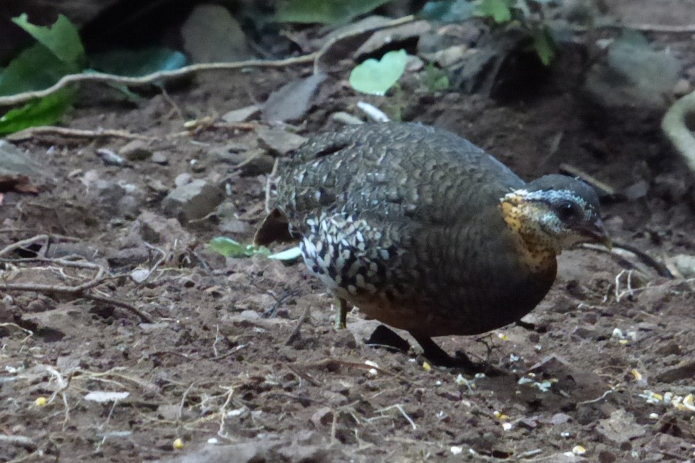 Scaly-breasted Partridge - ML195887451