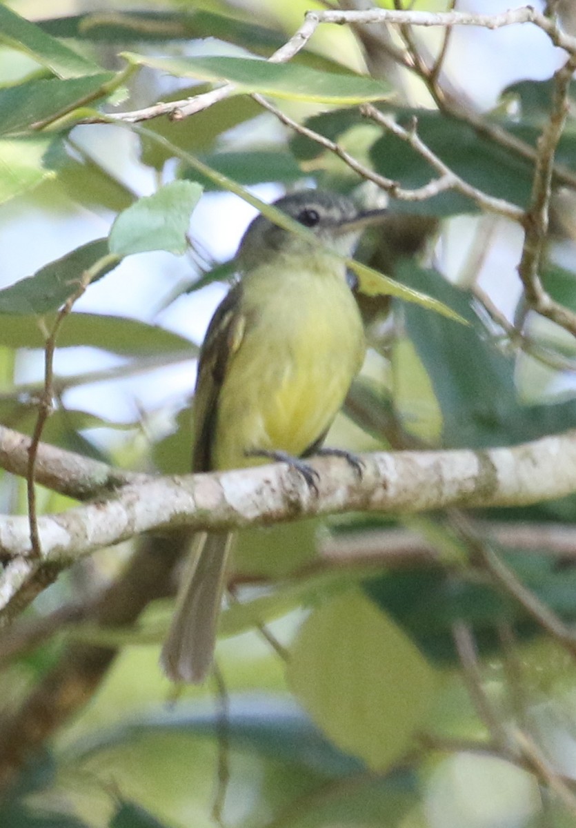 Yellow-olive Flatbill - ML195888841