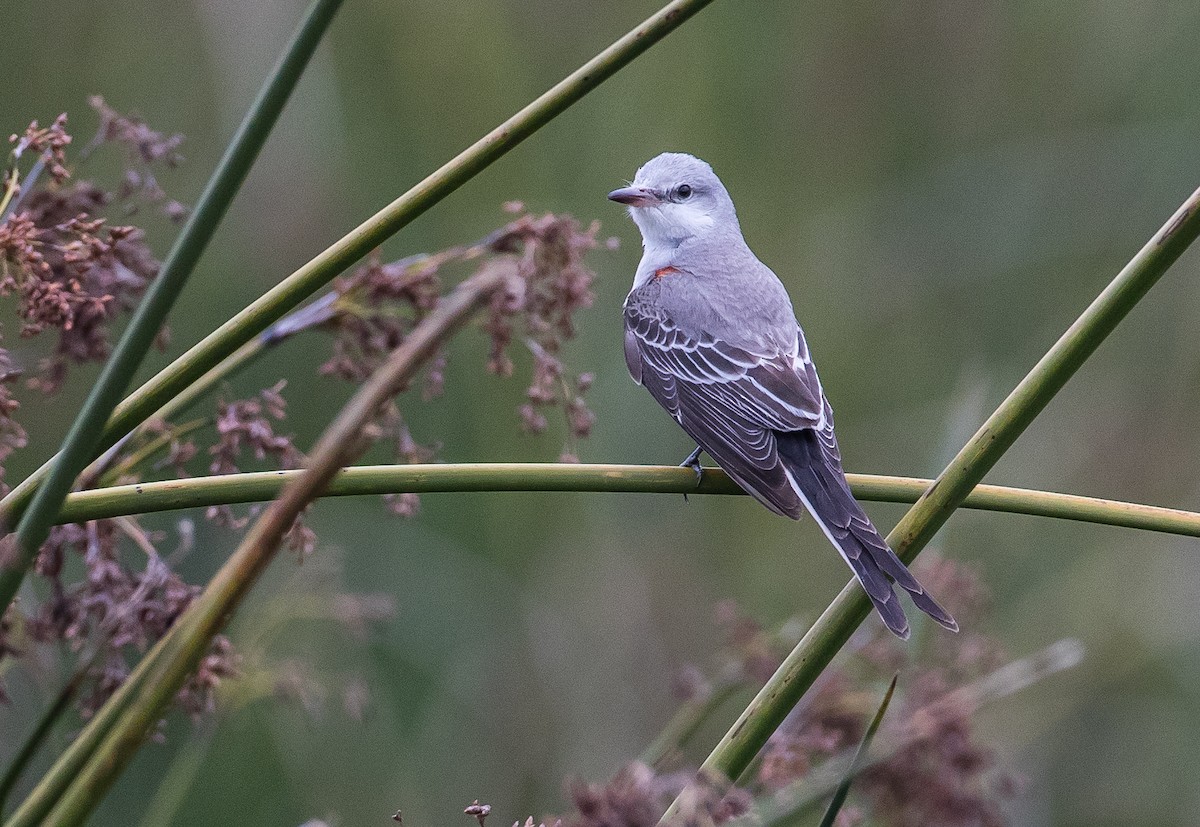 Scissor-tailed Flycatcher - Blake Matheson