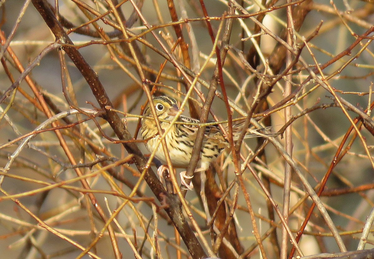 Henslow's Sparrow - ML195889371