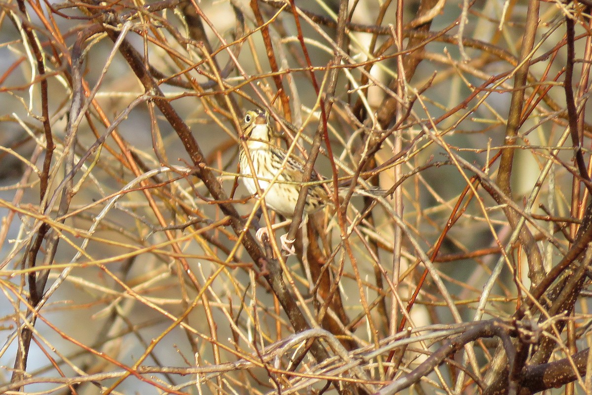 Henslow's Sparrow - Tom Boyle