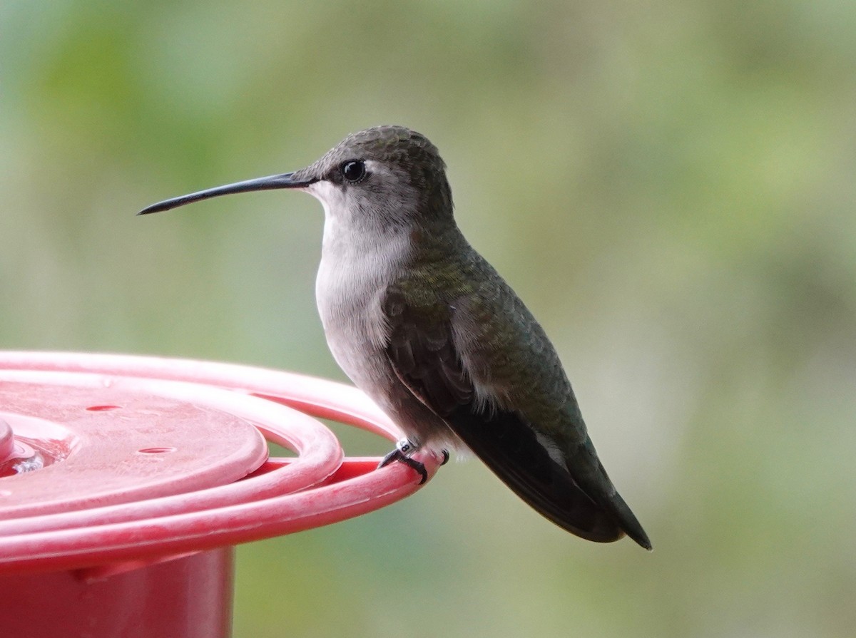 Black-chinned Hummingbird - Dave Ebbitt