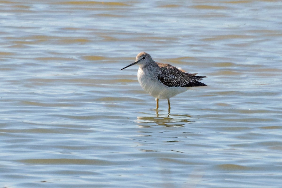 gulbeinsnipe - ML195894431