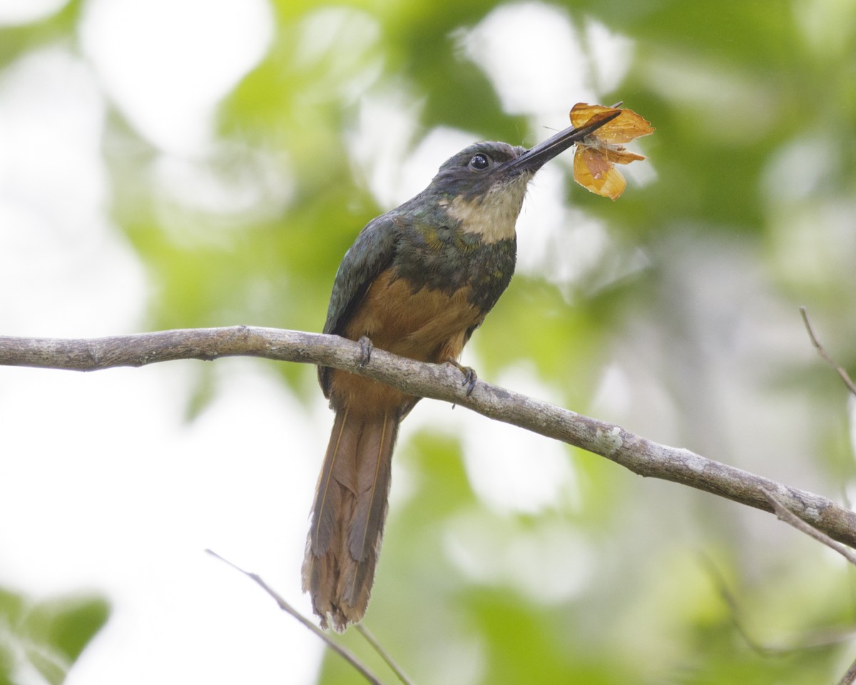 Rufous-tailed Jacamar - Silvia Faustino Linhares