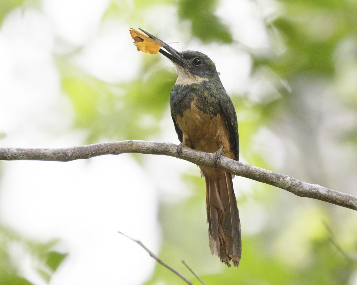 Jacamar à queue rousse - ML195896261