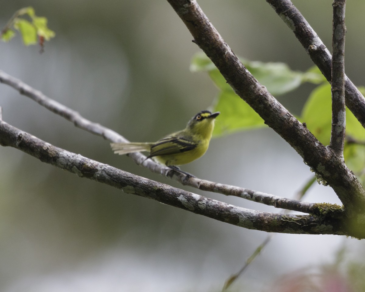 Gray-headed Tody-Flycatcher - Silvia Faustino Linhares