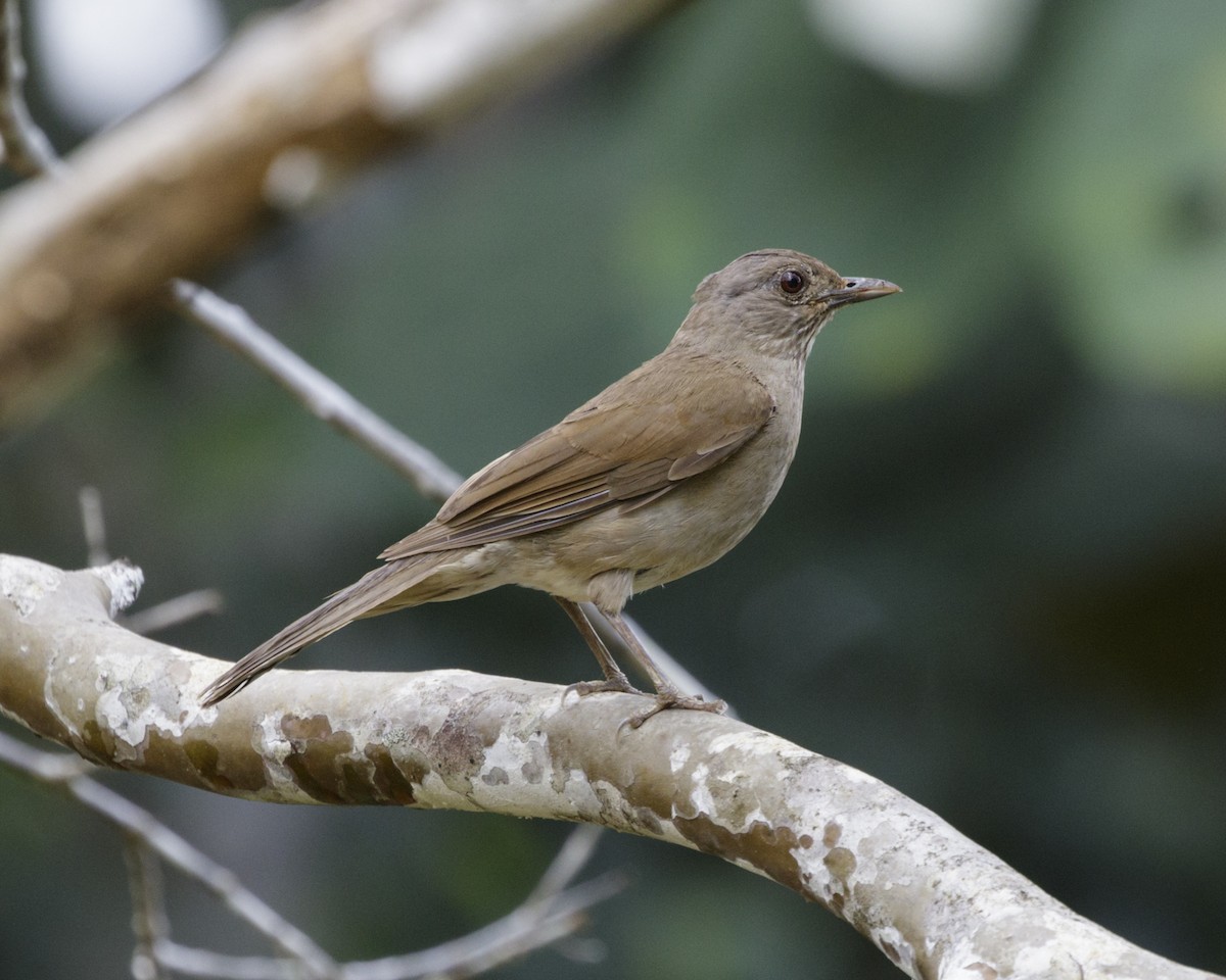Pale-breasted Thrush - Silvia Faustino Linhares