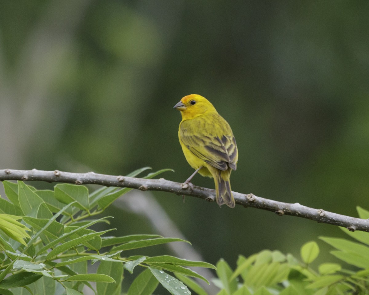 Saffron Finch - Silvia Faustino Linhares