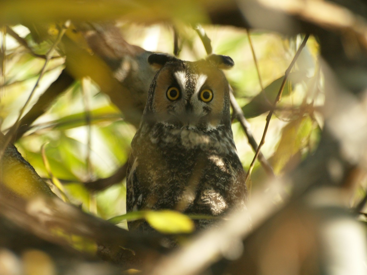 Long-eared Owl - ML195898441