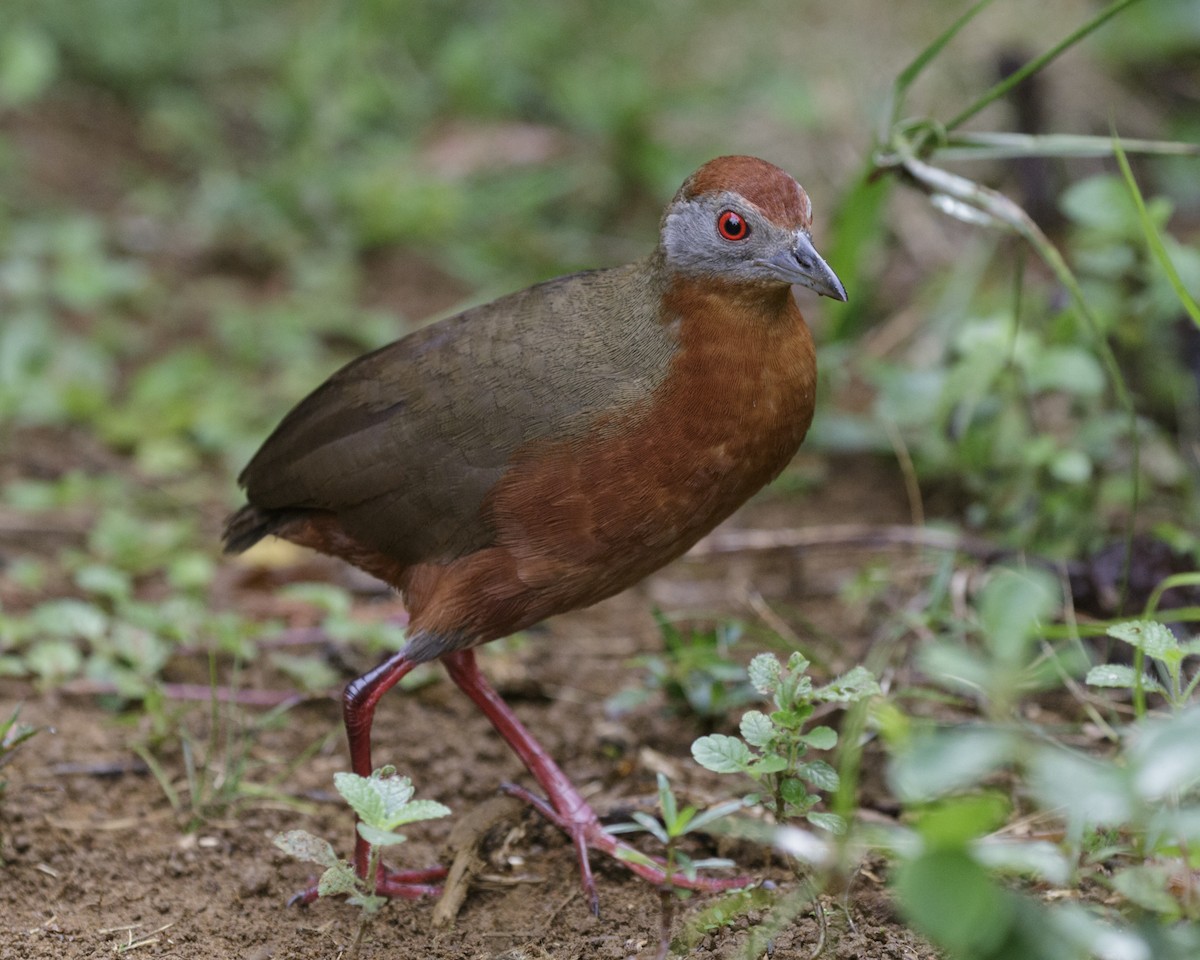 Russet-crowned Crake - ML195898901