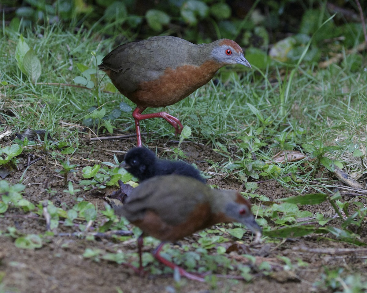 Russet-crowned Crake - ML195899241