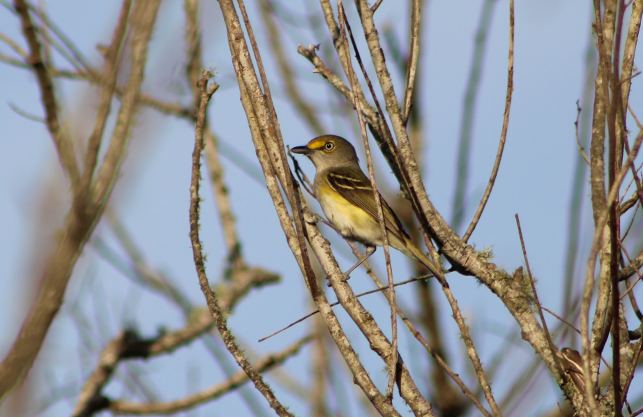 Vireo Ojiblanco - ML195900371