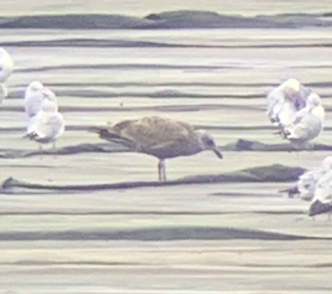 Herring Gull - ML195902841