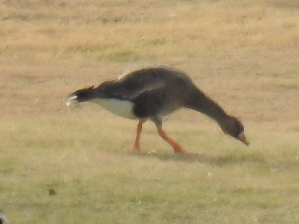 Greater White-fronted Goose - ML195902881