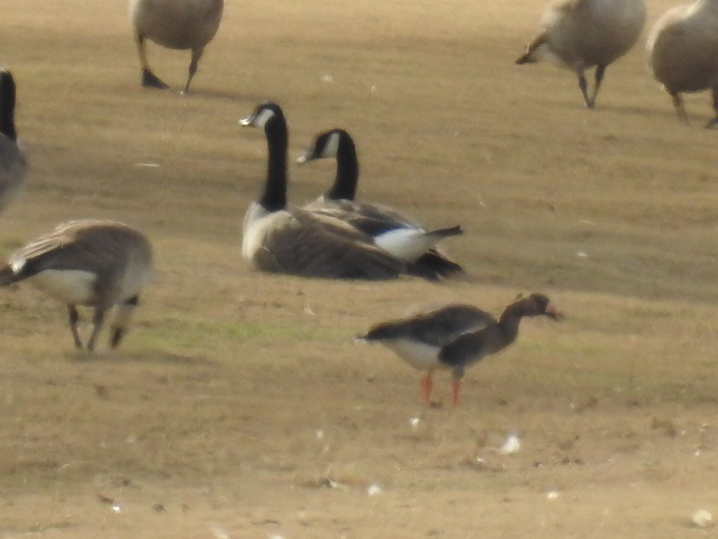 Greater White-fronted Goose - ML195902891