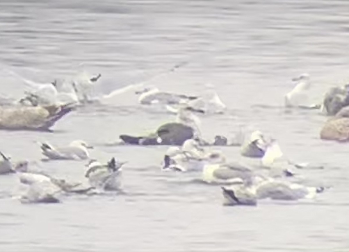 Lesser Black-backed Gull - ML195902971