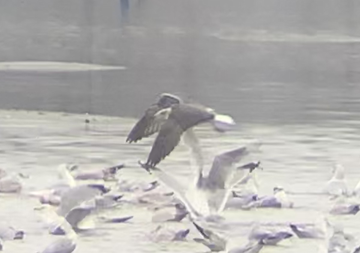 Lesser Black-backed Gull - ML195902991