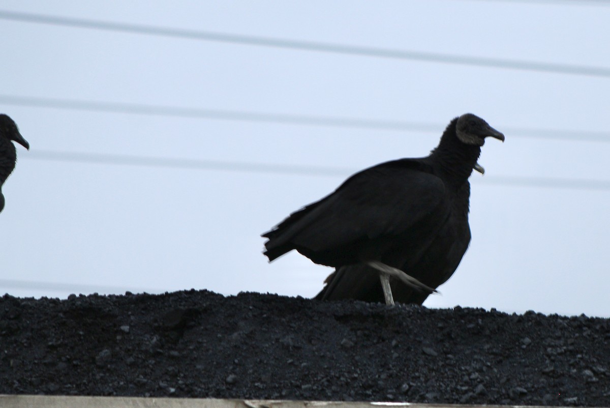 Black Vulture - Ty Smith