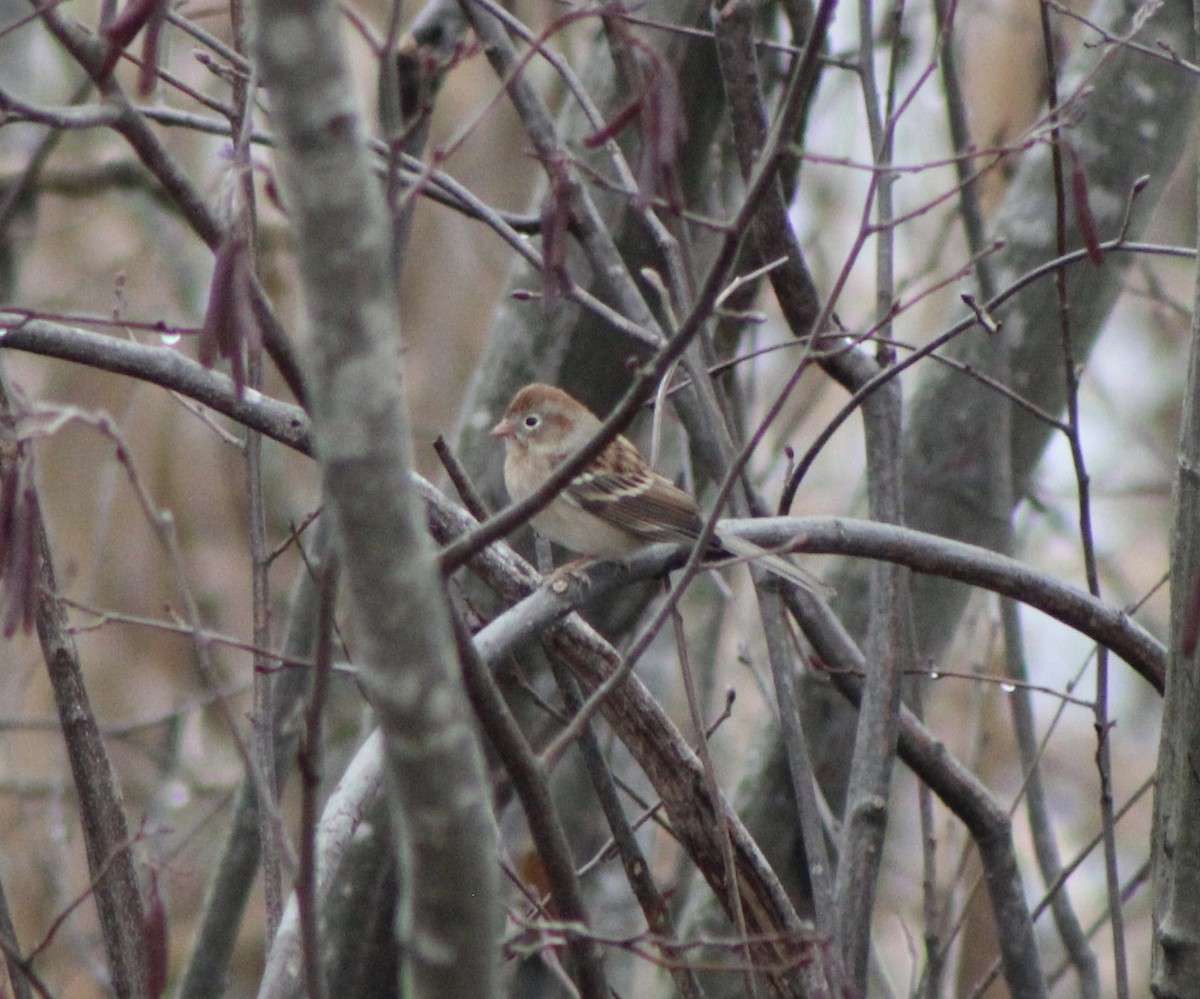 Field Sparrow - ML195904371