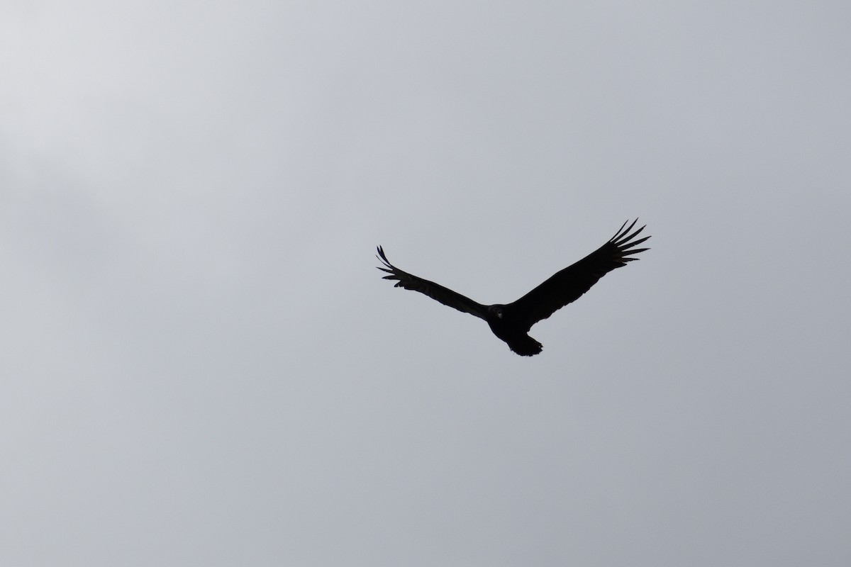 Turkey Vulture - ML195904711