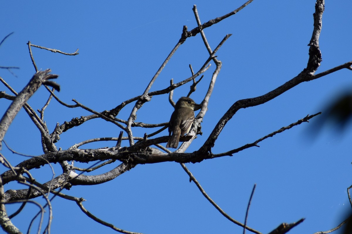 Cuban Pewee - Will Mahoney