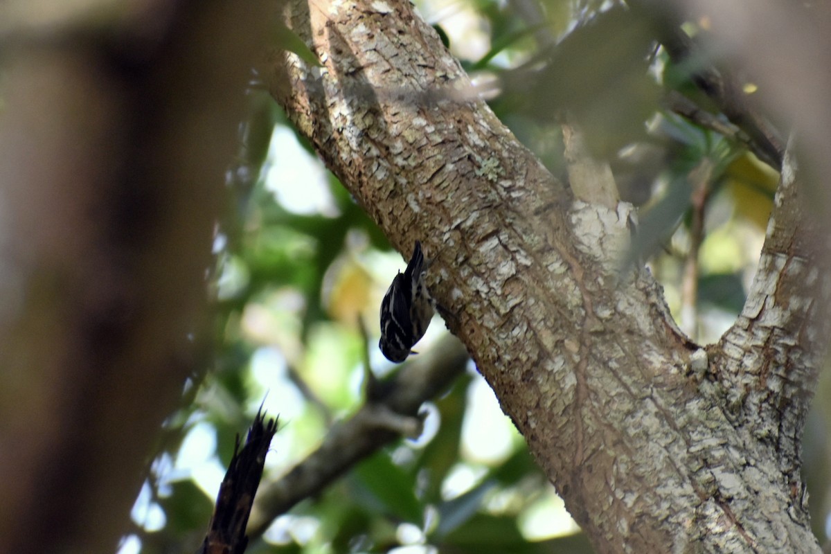 Black-and-white Warbler - ML195904821