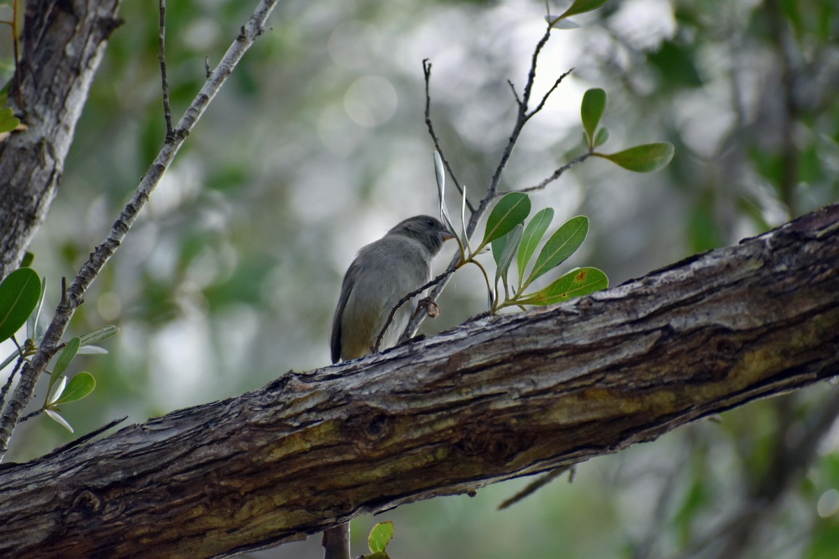 Black-faced Grassquit - ML195904971