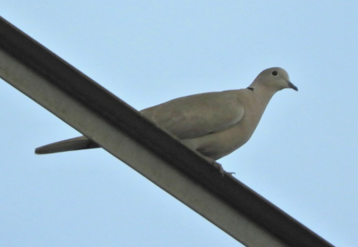 Eurasian Collared-Dove - ML195905171