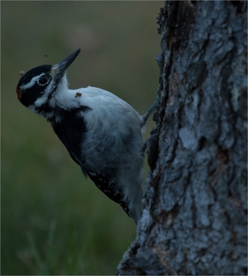 Hairy Woodpecker - Laurent Silvani