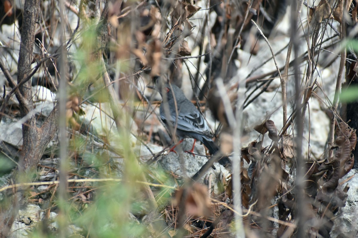 Red-legged Thrush - ML195905591