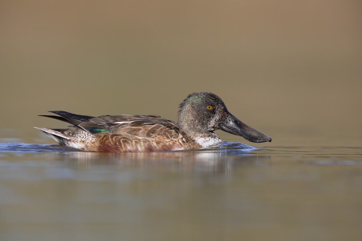 Northern Shoveler - Marco Valentini