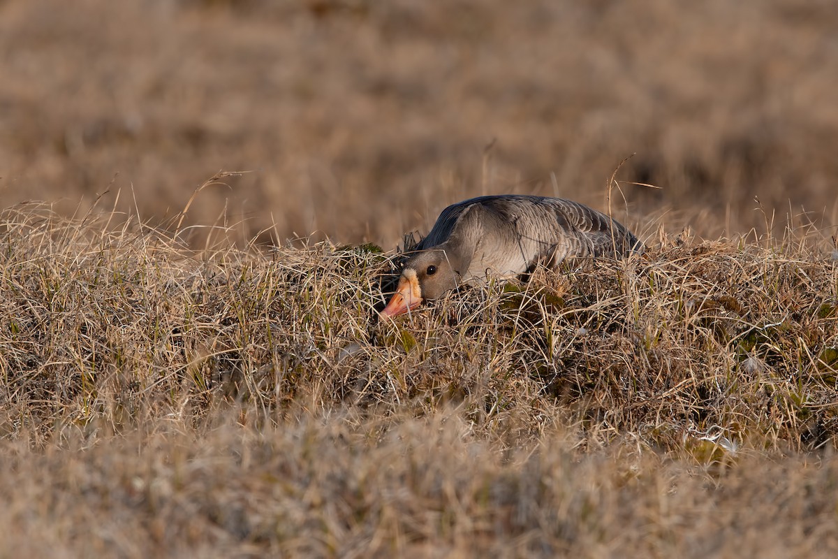Greater White-fronted Goose - ML195907241