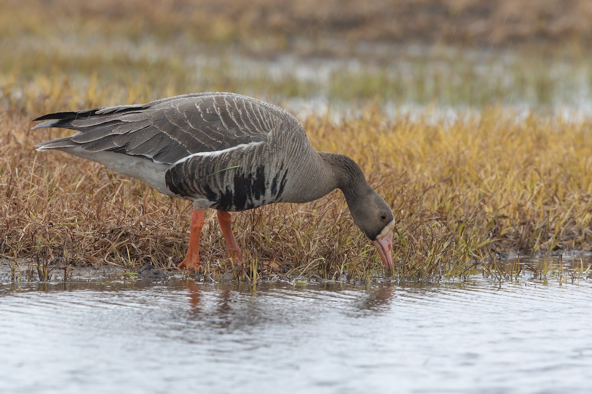 Greater White-fronted Goose - ML195907271