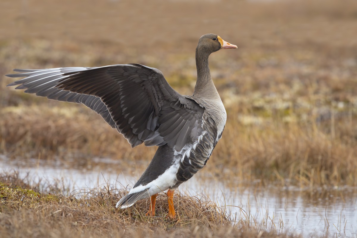 Greater White-fronted Goose - ML195907321