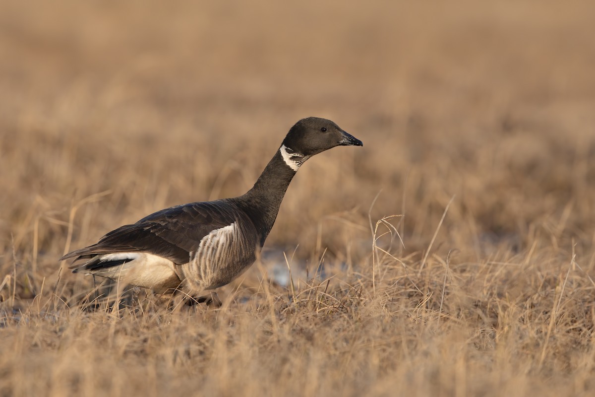 Brant - Marco Valentini