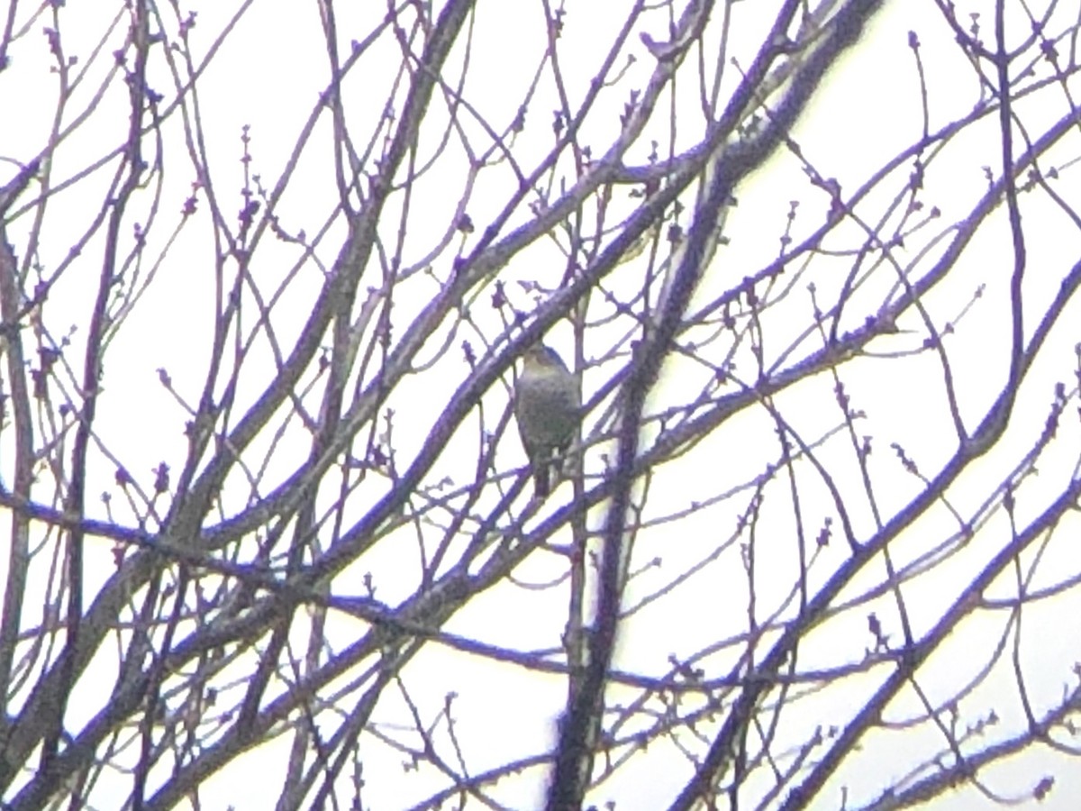 Blue-headed Vireo - Marshall Iliff