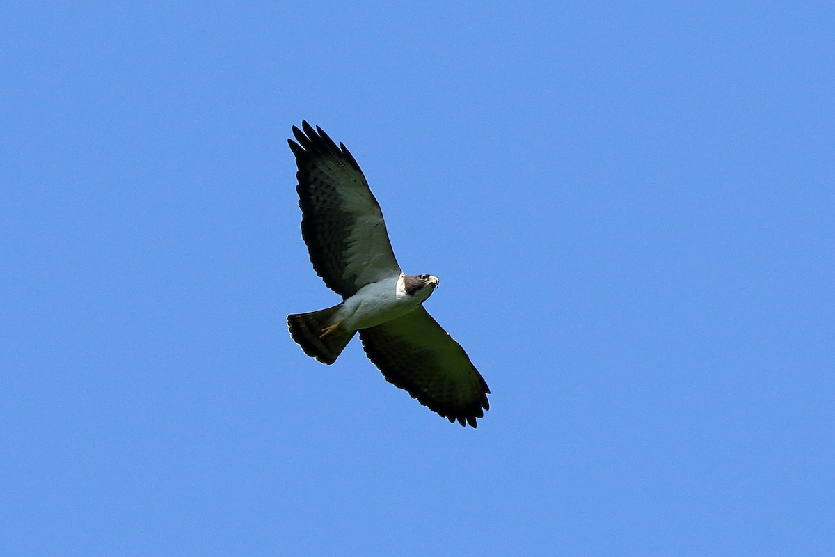 Short-tailed Hawk - Gilvan Moreira