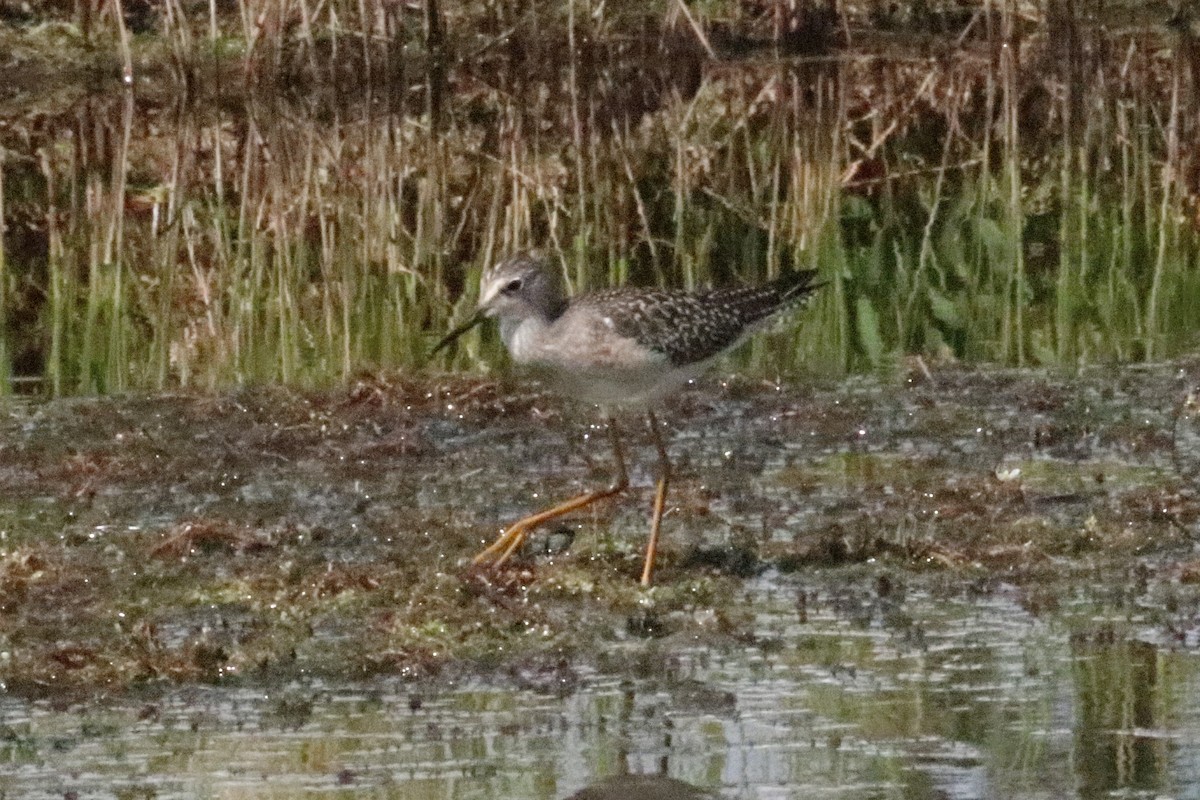 Lesser Yellowlegs - ML195913321