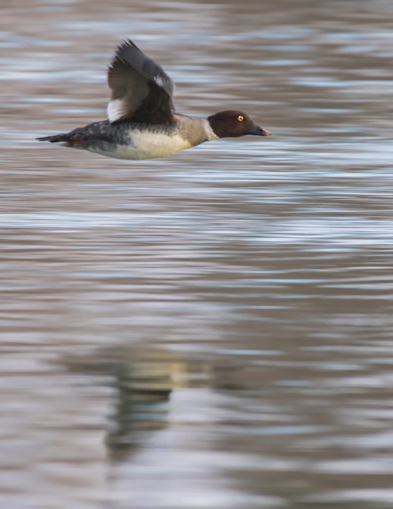 Common Goldeneye - ML195913431