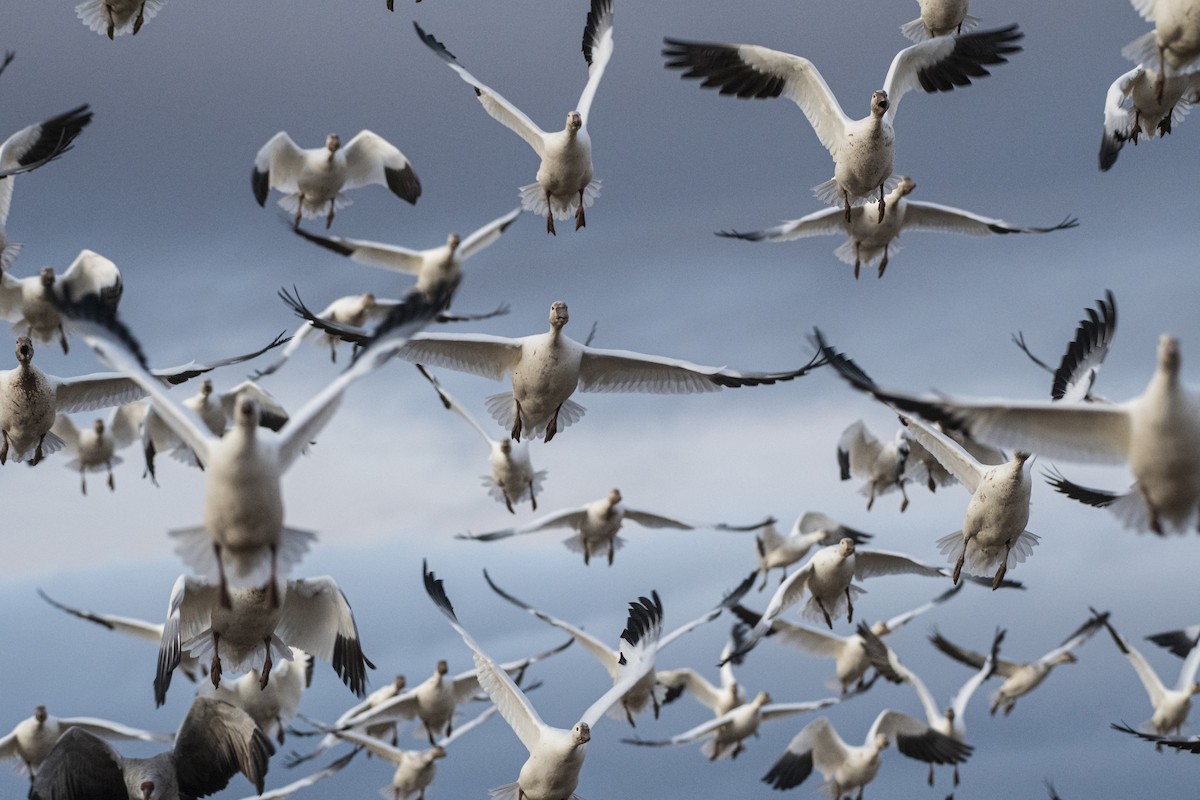 Snow Goose - Bryan Calk