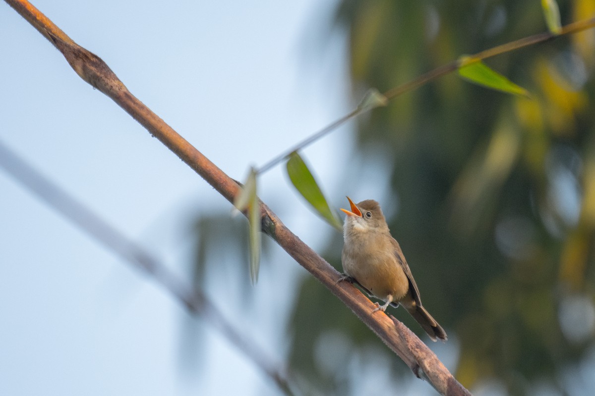 Thick-billed Warbler - ML195914991