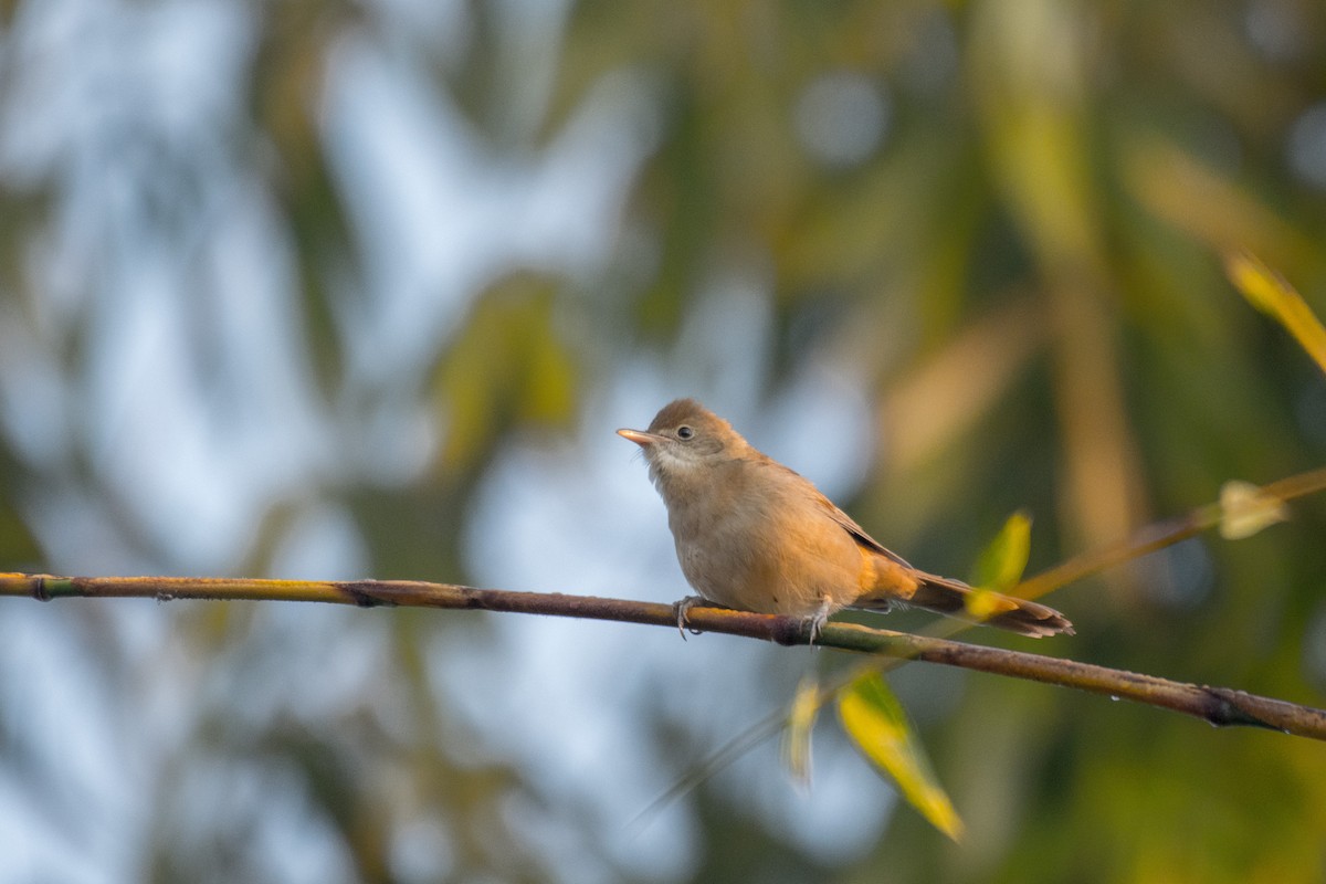 Thick-billed Warbler - ML195915001