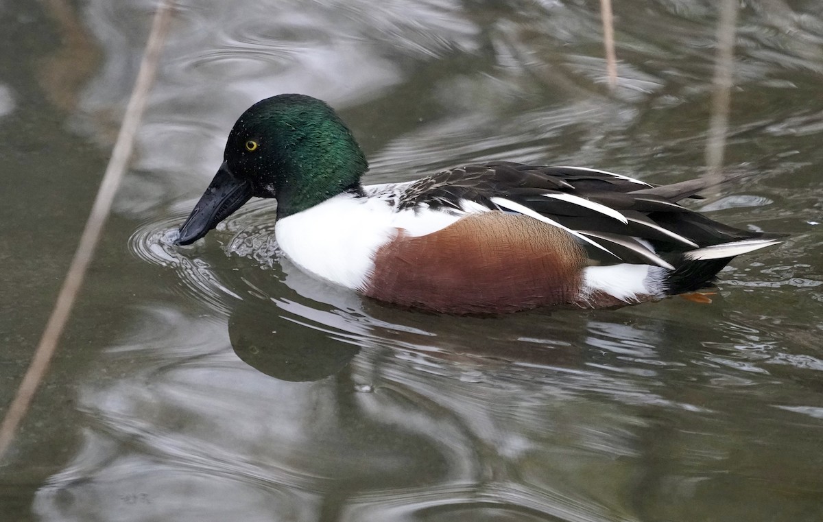 Northern Shoveler - Douglas  Denys