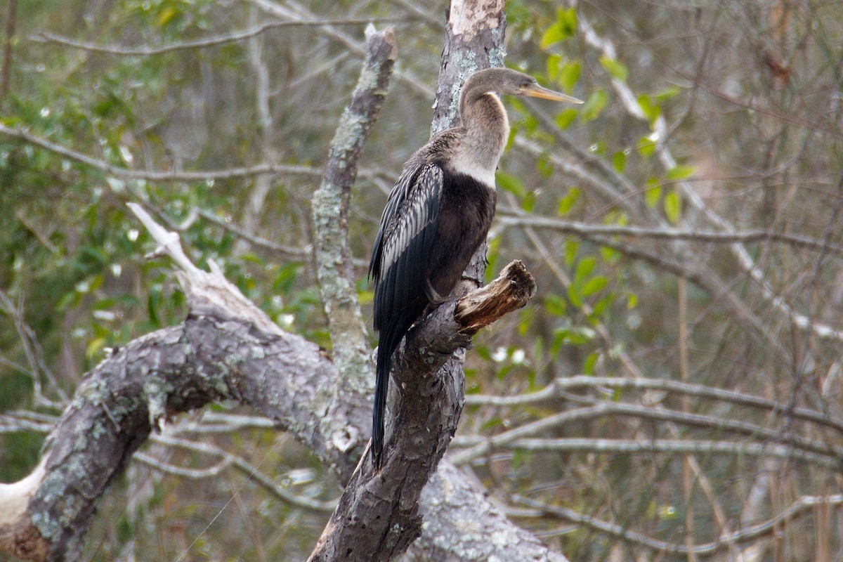 Anhinga - ML195915721