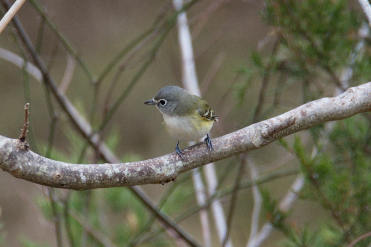 Blue-headed Vireo - ML195916691
