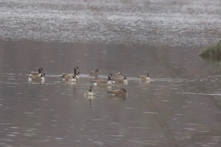 Greater White-fronted Goose - ML195916891